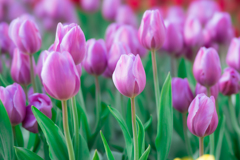 江ノ島ウインターチューリップ