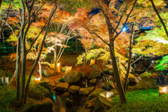 大磯城山公園紅葉ライトアップ