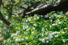 東慶寺の紫陽花