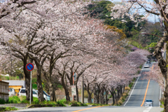 三浦・通研通り桜並木