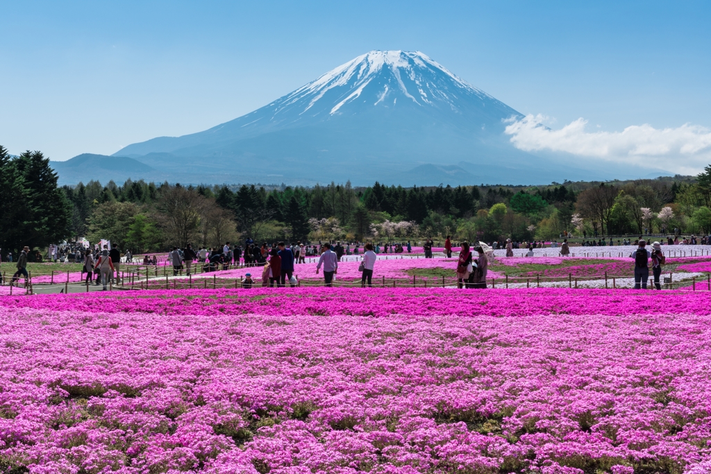 2016年　GW　富士芝桜まつり