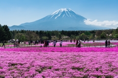 2016年　GW　富士芝桜まつり