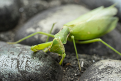 カマキリ