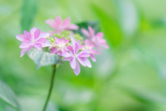 日比谷公園スナップ