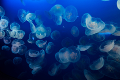 クラゲ舞う水槽