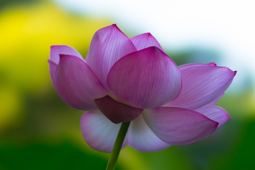 三渓園　早朝観蓮会