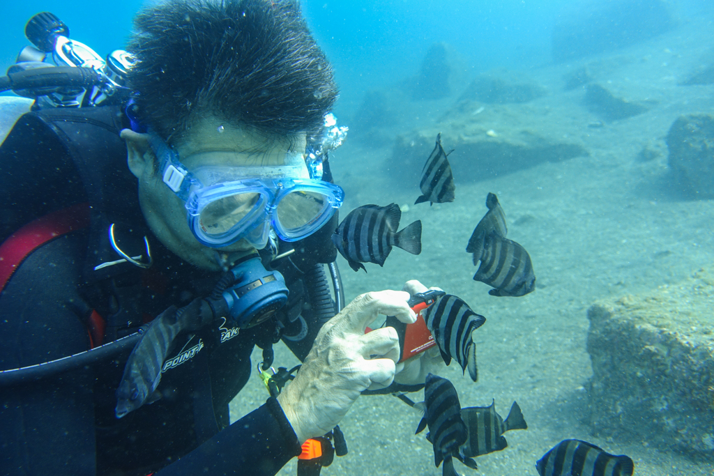 2017年9月9日　大瀬崎湾内　ダイバーとイシダイ