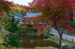 紅葉の円覚寺