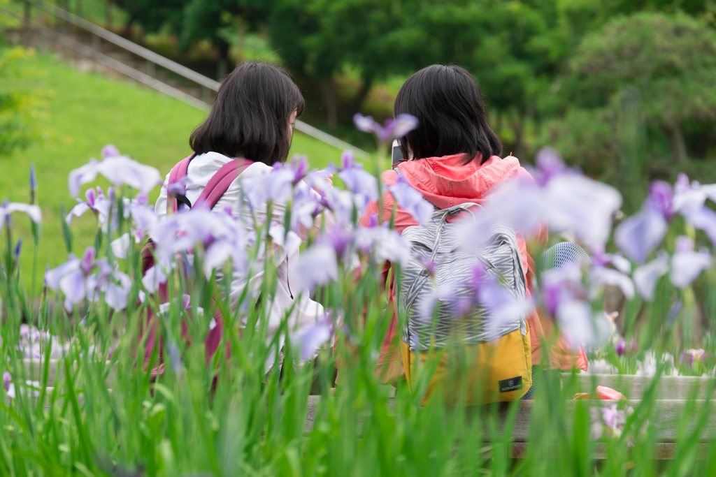 2017 /06 /11 菖蒲園