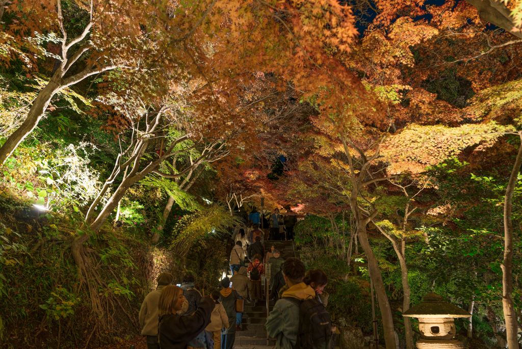 長谷寺　紅葉ライトアップ