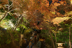 長谷寺　紅葉ライトアップ