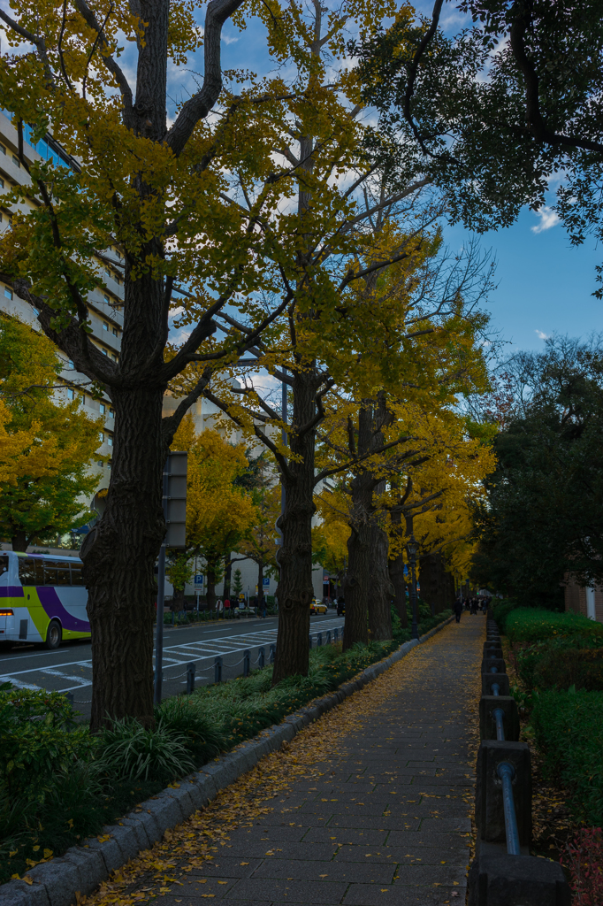 山下公園前　イチョウ並木