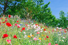 花菜ガーデンの花