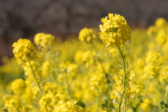 吾妻山公園　菜の花