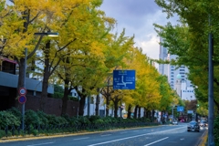 山下公園イチョウ並木