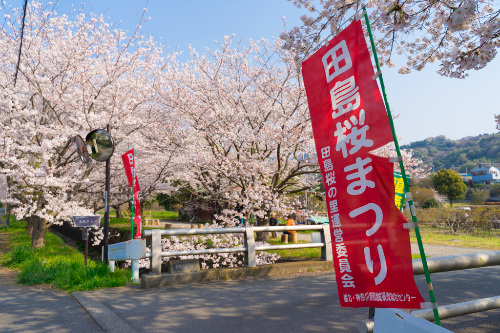 田島桜まつり