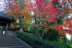 紅葉の円覚寺