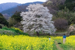 淡墨桜