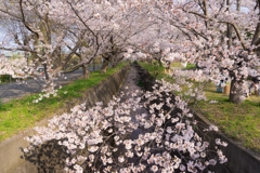 田島桜まつり