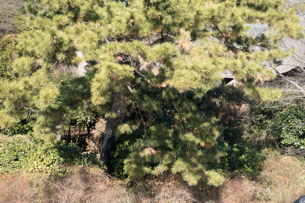 三渓園フォトコンテスト表彰式