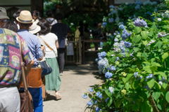 紫陽花シーズンの明月院　混雑ぶり