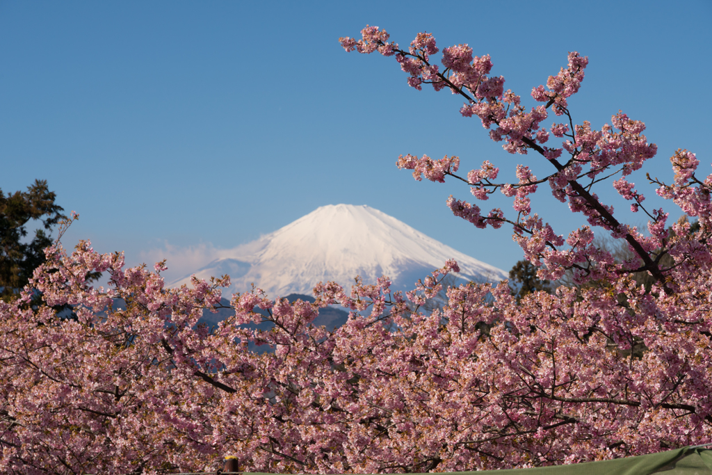 第19回 まつだ桜まつり