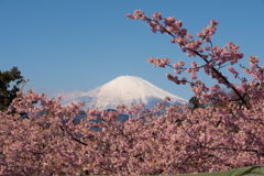 第19回 まつだ桜まつり