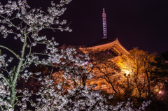 三渓園　桜ライトアップと塔