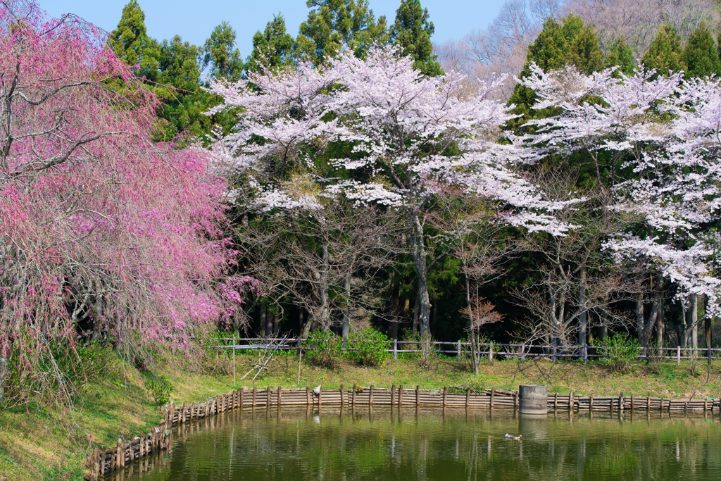 小田原の春