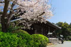 2019春の称名寺