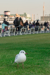 山下公園のカモメ