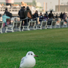 山下公園のカモメ