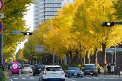 山下公園・銀杏並木