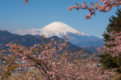 第19回 まつだ桜まつり