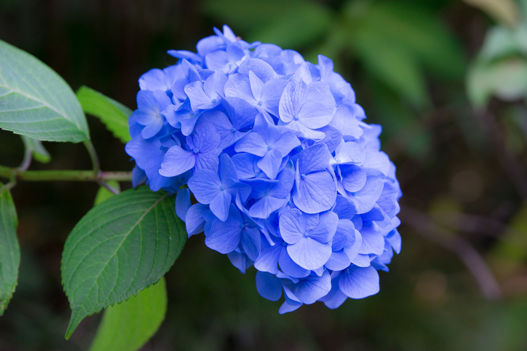 鎌倉の街中に普通にあった紫陽花