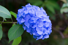 鎌倉の街中に普通にあった紫陽花