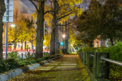 山下公園　銀杏並木