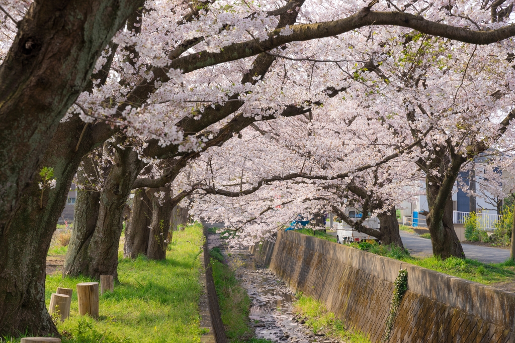 田島桜まつり