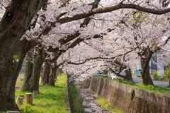 田島桜まつり