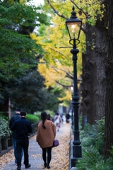 山下公園イチョウ並木
