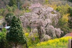 寄しだれ桜まつり