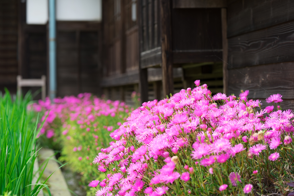 鎌倉スナップ　海蔵寺