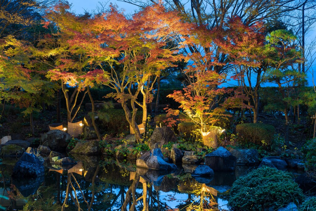 大磯城山公園　紅葉ライトアップ