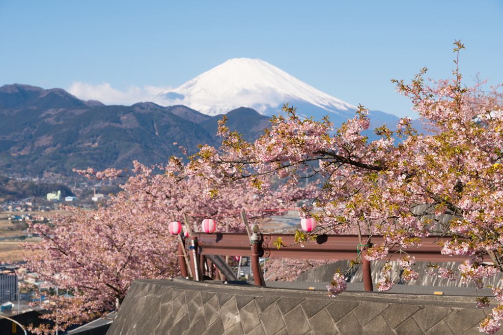 第19回 まつだ桜まつり