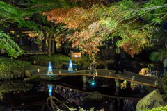 大磯城山公園　紅葉ライトアップ