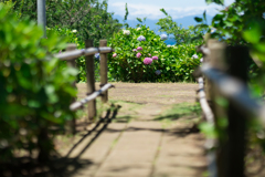 あじさい公園