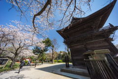 2019春の称名寺