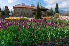 花菜ガーデン　オータムチューリップ