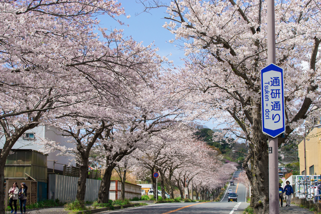 三浦・通研通り桜並木