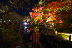 長谷寺　紅葉ライトアップ